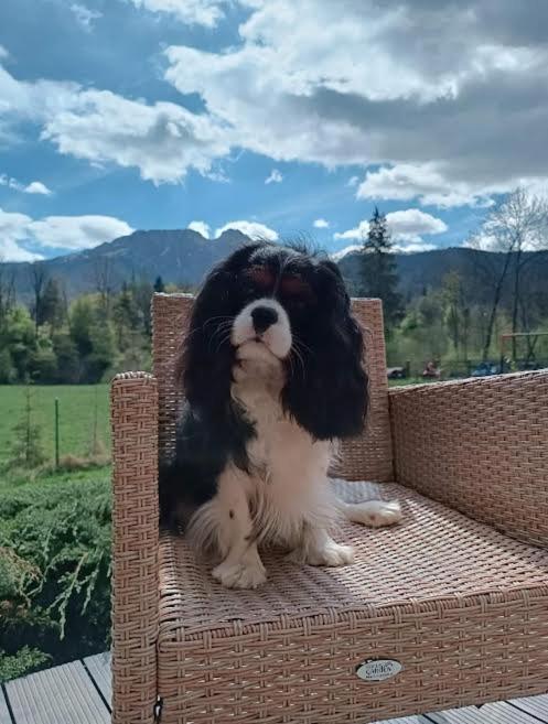 Willa W Dolinie Cichej Wody Zakopane Exterior foto
